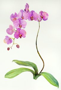 Orchideen-Botanisch