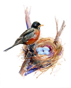 Rotkehlchen mit Nest von John Keeling