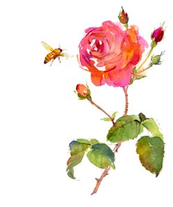 Rose mit Biene von John Keeling