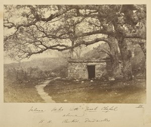Valonea-Eichen mit griechischer Kapelle darüber. B.H. Renkioi, Dardanellen