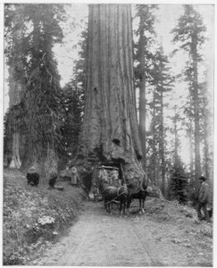 Straße durch einen Riesenmammutbaum, Mariposa Grove, Wawona, Kalifornien, späte 19. Jahrhundert