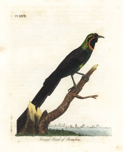 Arfak-Astrapia, Astrapia nigra (Gorget-Paradiesvogel, Paradisea gularis). Handkolorierte Kupferplatte gezeichnet und graviert von John Latham aus seiner eigenen A General History of Birds, Winchester von John Latham