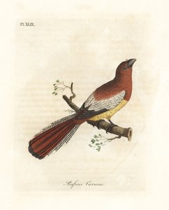 Schwarzkehl-Trogon, Trogon rufus, weiblich (Roter Curucui, Trogon rufus). Kopiert von Martinets Illustration des Cayenne für Buffon Coucou a queue rousse. Handkolorierte Kupferplatte gezeichnet und graviert von John Latham aus seiner eigenen A General Hist