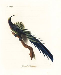 Schwarzsichelschwanz, Epimachus fastosus. Handkolorierte Kupferstichzeichnung und -gravur von John Latham aus seiner eigenen A General History of Birds, Winchester