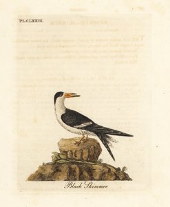 Schwarzschnabel, Rynchops niger (Rhynchops nigra). Handkolorierter Kupferstich gezeichnet und graviert von John Latham aus seiner eigenen 