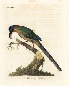 Blaukrone-Motmot, Momotus momota (Brasilianischer Motmot, Momotus brasiliensis). Handkolorierte Kupferplatte gezeichnet und graviert von John Latham aus seiner eigenen A General History of Birds, Winchester