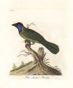 Blaukehl- oder Bergbartvogel, Psilopogon asiaticus. (Blauwangen-Bartvogel, Trogon asiaticus). Handkolorierte Kupferplatte gezeichnet und graviert von John Latham aus seiner eigenen A General History of Birds, Winchester von John Latham