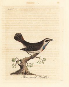 Blauracke, Luscinia svecica. Handkolorierte Kupferstichzeichnung und -gravur von John Latham aus seiner eigenen A General History of Birds, Winchester von John Latham