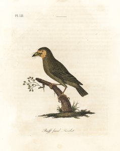 Braunkopf-Bartvogel, Megalaima zeylanica? Handkolorierte Kupferplatte gezeichnet und graviert von John Latham aus seiner eigenen 