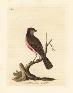 Birkenzeisig, Carduelis flammea (Crimson-crowned Fink, Fringilla flammea). Handkolorierte Kupferplatte, gezeichnet und graviert von John Latham aus seiner eigenen A General History of Birds, Winchester von John Latham