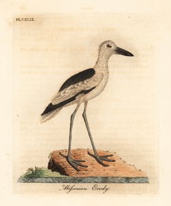Krabbenregenpfeifer, Dromas ardeola (Abyssinischer Erdy, Ardea pondiceriana)