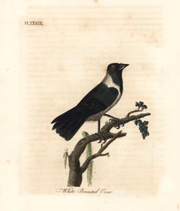 Daurische Dohle, Corvus dauuricus. Handkolorierte Kupferplatte gezeichnet und graviert von John Latham aus seiner eigenen 