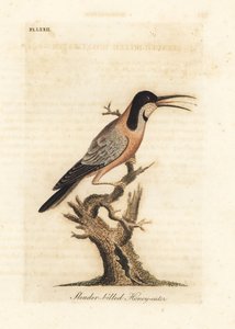 Östlicher Stachelschnabel, Acanthorhynchus tenuirostris. Australien. Handkolorierte Kupferstichzeichnung und -gravur von John Latham aus seiner eigenen A General History of Birds, Winchester von John Latham