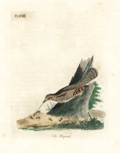 Wendehals, Jynx torquilla. Handkolorierte Kupferstichzeichnung und -gravur von John Latham aus seiner eigenen A General History of Birds, Winchester von John Latham