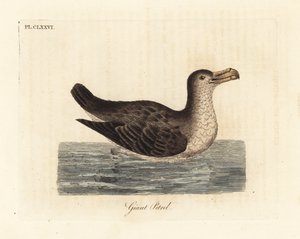 Riesensturmvogel, Macronectes giganteus (als Precellaria gigantea, Fehler für Procellaria gigantea). Handkolorierte Kupferplatte gezeichnet und graviert von John Latham aus seiner eigenen 