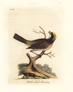 Goldkronensperling, Zonotrichia atricapilla (Schwarzkronsperling, Emberiza atricapilla). Handkolorierte Kupferplatte gezeichnet und graviert von John Latham aus seiner eigenen A General History of Birds, Winchester