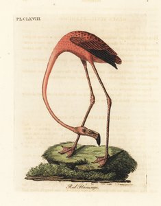 Großer Flamingo, Phoenicopterus roseus, oder Amerikanischer Flamingo, Phoenicopterus ruber (Roter Flamingo, Phaenicopterus ruber). Handkolorierte Kupferplatte gezeichnet und graviert von John Latham aus seiner eigenen A General History of Birds, Winchester