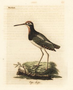 Großer Pinselsumpfläufer, Rostratula benghalensis. Handkolorierte Kupferplatte gezeichnet und graviert von John Latham aus seiner eigenen 