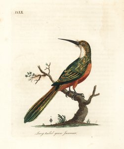 Grünschwanz-Jakamar, Galbula galbula. Handkolorierte Kupferplatte gezeichnet und graviert von John Latham aus seiner eigenen 