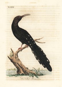 Grüner Baumhopf, Phoeniculus purpureus (Rotbilled Promerops, Upupa erythrorynchos). Handkolorierte Kupferplatte gezeichnet und graviert von John Latham aus seiner eigenen 