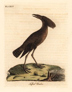 Hammerkopf, Scopus umbretta. Handkolorierte Kupferstichzeichnung und -gravur von John Latham aus seinem eigenen A General History of Birds, Winchester von John Latham