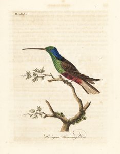 Harlekin-Kolibri, Trochilus multicolor. Gefertigtes Exemplar im British Museum. Handkolorierte Kupferplatte gezeichnet und graviert von John Latham aus seiner eigenen A General History of Birds, Winchester