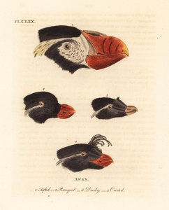Köpfe des Schopf-Puffins, Fratercula cirrhata 1, Papageitaucher, Aethia psittacula 2, und Schopfalk, Aethia cristatella 3,4. (Schopfalk, Alca cirrhata 1, Papageitaucher, Alca psittacula 2, Dunkler Alk, Alca tetracula 3, und Schopfalk, Alca cristatella) von John Latham