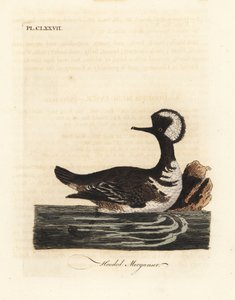 Kapuzen-Säger, Lophodytes cucullatus (Mergus cucullatus). Handkolorierte Kupferplatte gezeichnet und graviert von John Latham aus seiner eigenen A General History of Birds, Winchester von John Latham