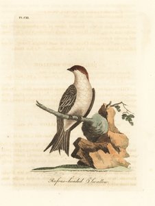 Indische Klippenschwalbe, Petrochelidon fluvicola. (Rufos-headed Schwalbe, Hirundo indica.) Handkolorierte Kupferplatte, gezeichnet und graviert von John Latham aus seiner eigenen A General History of Birds, Winchester
