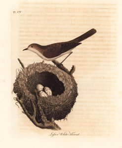 Klappergrasmücke, Sylvia curruca, mit Nest und Eiern. Handkolorierte Kupferstichzeichnung und -gravur von John Latham aus seiner eigenen A General History of Birds, Winchester