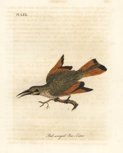 Kleiner Bienenfresser, Merops pusillus (Rotflügel-Bienenfresser, Merops erythropterus). Afrika. Handkolorierte Kupferplatte gezeichnet und graviert von John Latham aus seiner eigenen A General History of Birds, Winchester von John Latham