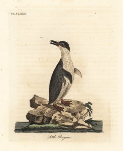 Zwergpinguin, Eudyptula minor, oder Weißflügelpinguin, Eudyptula minor albosignata. Handkolorierte Kupferstichzeichnung und -gravur von John Latham aus seinem eigenen A General History of Birds, Winchester