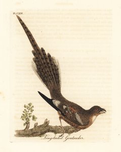 Langschwanz-Nachtschwalbe, Caprimulgus climacurus. Handkolorierte Kupferstichzeichnung und -gravur von John Latham aus seinem eigenen A General History of Birds, Winchester