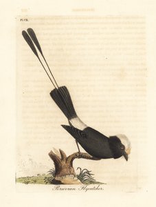 Langschwanztyrann, Colonia colonus (Peruanischer Fliegenschnäpper, Le Colon) von John Latham