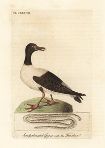 Magpie Gans, Anseranas semipalmata, und anatomisches Detail ihrer Luftröhre. (Semipalmierte Ente, Anas semipalmatus.) Handkolorierter Kupferstich gezeichnet und graviert von John Latham aus seiner eigenen 