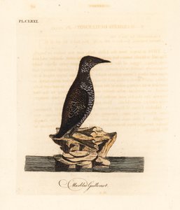 Marmoralk, Brachyramphus marmoratus. Gefährdet. (Marmoralk, Uria marmorata.) Handkolorierte Kupferplatte gezeichnet und graviert von John Latham aus seiner eigenen A General History of Birds, Winchester von John Latham
