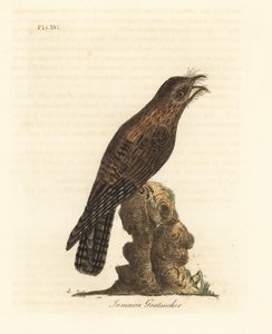 Jamaika-Potoo, Nyctibius jamaicensis. Handkolorierte Kupferstichzeichnung und -gravur von John Latham aus seinem eigenen A General History of Birds, Winchester von John Latham