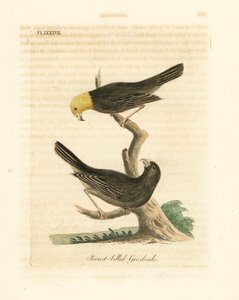 Or, Psittirostra psittacea, Männchen (oben) und Weibchen. Kritisch gefährdet, möglicherweise ausgestorben. (Papageienschnabel-Grosbeak, Loxia psittacea). Handkolorierte Kupferplatte gezeichnet und graviert von John Latham aus seiner eigenen A General Histo