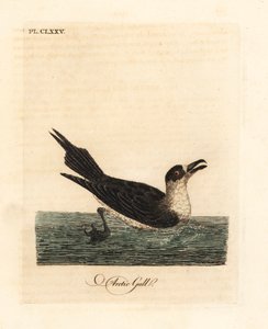 Schmarotzerraubmöwe, Stercorarius parasiticus. Handkolorierte Kupferstichzeichnung und -gravur von John Latham aus seinem eigenen A General History of Birds, Winchester von John Latham