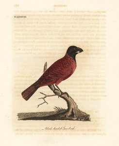 Rot-schwarzer Grosbeak, Periporphyrus erythromelas. Nahezu bedroht. (Schwarzkopf-Grosbeak, Loxia erythromelas.) Handkolorierte Kupferplatte gezeichnet und graviert von John Latham aus seiner eigenen A General History of Birds, Winchester von John Latham