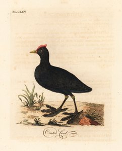Rotknopf-Blesshuhn oder Kammblesshuhn, Fulica cristata. Handkolorierte Kupferplatte gezeichnet und graviert von John Latham aus seiner eigenen A General History of Birds, Winchester