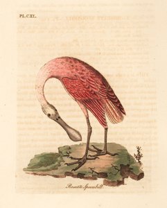Rosalöffler, Platalea ajaja. Handkolorierte Kupferstichzeichnung und -gravur von John Latham aus seiner eigenen A General History of Birds, Winchester