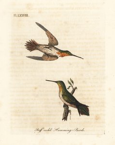 Rostkolibri, Selasphorus rufus (Ruffhalskolibri, Trochilus collaris). Männlich und weiblich. Handkolorierte Kupferstichzeichnung und -gravur von John Latham aus seiner eigenen A General History of Birds, Winchester von John Latham