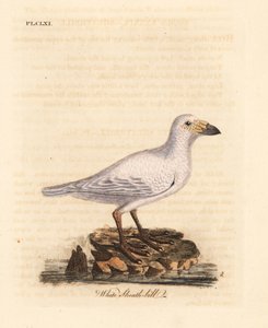 Schneeschieferschnabel, Chionis albus. Handkolorierte Kupferstichzeichnung und -gravur von John Latham aus seinem eigenen A General History of Birds, Winchester von John Latham