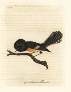 Südinsel-Tomtit, Petroica macrocephala macrocephala. Handkolorierte Kupferstichzeichnung und -gravur von John Latham aus seinem eigenen A General History of Birds, Winchester von John Latham