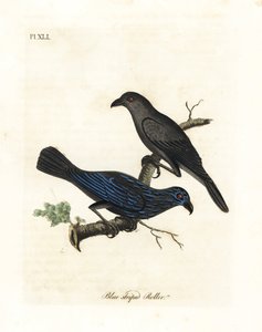 Gestreifter Star, Aplonis striata. Handkolorierte Kupferstichzeichnung und -gravur von John Latham aus seiner eigenen A General History of Birds, Winchester von John Latham
