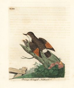 Verschiedene Sittella, Daphoenositta chrysoptera (Orange-winged Kleiber, Sitta chrysoptera). Handkolorierte Kupferplatte, gezeichnet und graviert von John Latham aus seiner eigenen A General History of Birds, Winchester