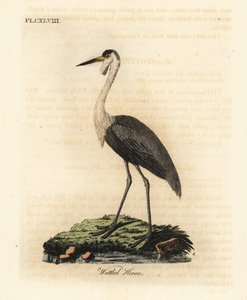 Wattled Crane, Bugeranus carunculatus. Gefährdet. (Wattled Heron, Ardea carunculata.) Handkolorierter Kupferstich gezeichnet und graviert von John Latham aus seiner eigenen 