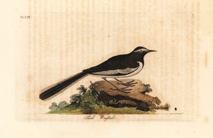 Weißbrauenbachstelze, Motacilla maderaspatensis. (Fußbachstelze von Indien)