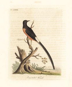 Weißbürzel-Schama, Copsychus malabaricus macrourus. Handkolorierte Kupferstichzeichnung und -gravur von John Latham aus seiner eigenen A General History of Birds, Winchester